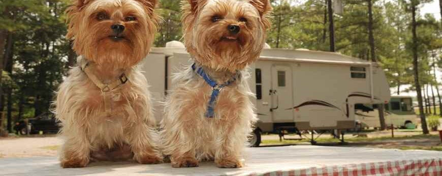 How To Enjoy Your RV Camping With Pet & Pet Accessories